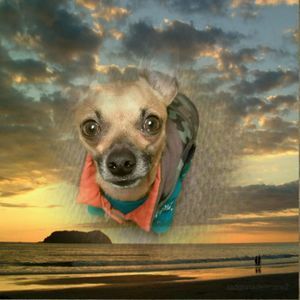 Meet your Posher, Ann